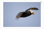 Tufted Puffin in Flight in Katmai National Park by Anonymous