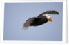 Tufted Puffin in Flight in Katmai National Park by Anonymous