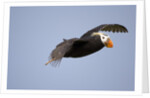 Tufted Puffin in Flight in Katmai National Park by Anonymous