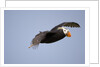 Tufted Puffin in Flight in Katmai National Park by Anonymous