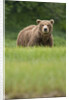 Grizzly Bear in Meadow at Kukak Bay in Katmai National Park by Anonymous