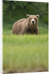 Grizzly Bear in Meadow at Kukak Bay in Katmai National Park by Anonymous