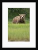 Grizzly Bear in Meadow at Kukak Bay in Katmai National Park by Anonymous