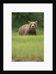 Grizzly Bear in Meadow at Kukak Bay in Katmai National Park by Anonymous