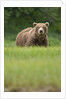 Grizzly Bear in Meadow at Kukak Bay in Katmai National Park by Anonymous