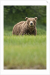 Grizzly Bear in Meadow at Kukak Bay in Katmai National Park by Anonymous