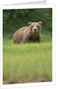 Grizzly Bear in Meadow at Kukak Bay in Katmai National Park by Anonymous