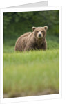 Grizzly Bear in Meadow at Kukak Bay in Katmai National Park by Anonymous