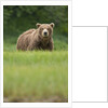 Grizzly Bear in Meadow at Kukak Bay in Katmai National Park by Anonymous