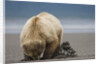 Grizzly Bear Digging Clams at Low Tide at Hallo Bay by Anonymous