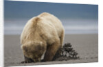 Grizzly Bear Digging Clams at Low Tide at Hallo Bay by Anonymous