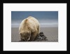 Grizzly Bear Digging Clams at Low Tide at Hallo Bay by Anonymous