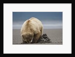 Grizzly Bear Digging Clams at Low Tide at Hallo Bay by Anonymous