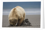 Grizzly Bear Digging Clams at Low Tide at Hallo Bay by Anonymous