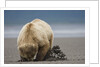 Grizzly Bear Digging Clams at Low Tide at Hallo Bay by Anonymous