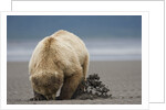 Grizzly Bear Digging Clams at Low Tide at Hallo Bay by Anonymous