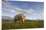 Grizzly Bear Eating Sedge Grass in Meadow at Hallo Bay by Anonymous