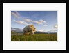 Grizzly Bear Eating Sedge Grass in Meadow at Hallo Bay by Anonymous