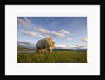 Grizzly Bear Eating Sedge Grass in Meadow at Hallo Bay by Anonymous