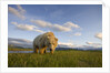 Grizzly Bear Eating Sedge Grass in Meadow at Hallo Bay by Anonymous