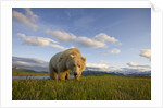 Grizzly Bear Eating Sedge Grass in Meadow at Hallo Bay by Anonymous