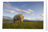 Grizzly Bear Eating Sedge Grass in Meadow at Hallo Bay by Anonymous