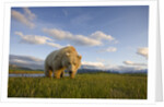 Grizzly Bear Eating Sedge Grass in Meadow at Hallo Bay by Anonymous