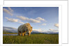 Grizzly Bear Eating Sedge Grass in Meadow at Hallo Bay by Anonymous