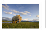 Grizzly Bear Eating Sedge Grass in Meadow at Hallo Bay by Anonymous