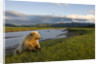 Brown Bear Along Stream at Hallo Bay in Katmai National Park by Anonymous