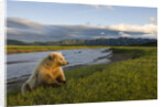 Brown Bear Along Stream at Hallo Bay in Katmai National Park by Anonymous