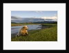 Brown Bear Along Stream at Hallo Bay in Katmai National Park by Anonymous