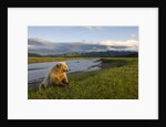 Brown Bear Along Stream at Hallo Bay in Katmai National Park by Anonymous