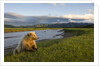 Brown Bear Along Stream at Hallo Bay in Katmai National Park by Anonymous