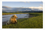 Brown Bear Along Stream at Hallo Bay in Katmai National Park by Anonymous