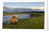 Brown Bear Along Stream at Hallo Bay in Katmai National Park by Anonymous