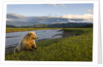 Brown Bear Along Stream at Hallo Bay in Katmai National Park by Anonymous