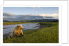 Brown Bear Along Stream at Hallo Bay in Katmai National Park by Anonymous