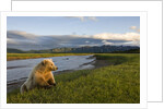 Brown Bear Along Stream at Hallo Bay in Katmai National Park by Anonymous