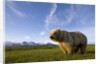 Grizzly Bear in Meadow at Hallo Bay in Katmai National Park by Anonymous