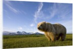 Grizzly Bear in Meadow at Hallo Bay in Katmai National Park by Anonymous