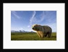 Grizzly Bear in Meadow at Hallo Bay in Katmai National Park by Anonymous