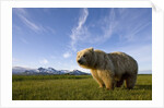 Grizzly Bear in Meadow at Hallo Bay in Katmai National Park by Anonymous