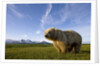 Grizzly Bear in Meadow at Hallo Bay in Katmai National Park by Anonymous