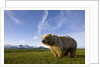 Grizzly Bear in Meadow at Hallo Bay in Katmai National Park by Anonymous