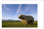 Grizzly Bear in Meadow at Hallo Bay in Katmai National Park by Anonymous