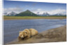 Grizzly Bear Resting by Stream at Hallo Bay by Anonymous