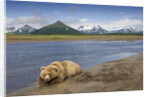 Grizzly Bear Resting by Stream at Hallo Bay by Anonymous