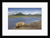 Grizzly Bear Resting by Stream at Hallo Bay by Anonymous