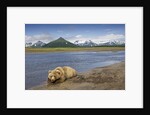 Grizzly Bear Resting by Stream at Hallo Bay by Anonymous